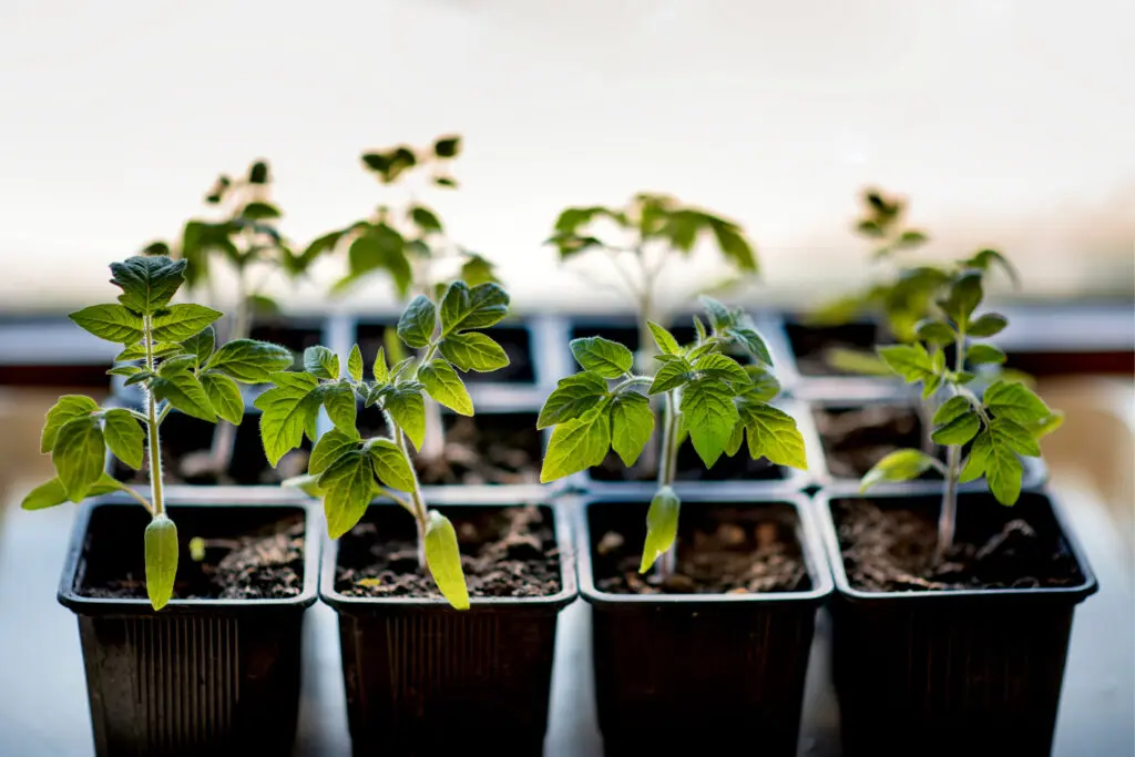 An image of 9 young tomato plants in square containers during the vegetative growth stage