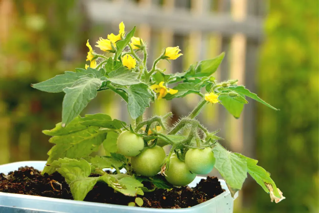 An image of Tomato Plant in the flowering and fruiting stages of growth with yellow flowers and four developing green fruits in a pot.