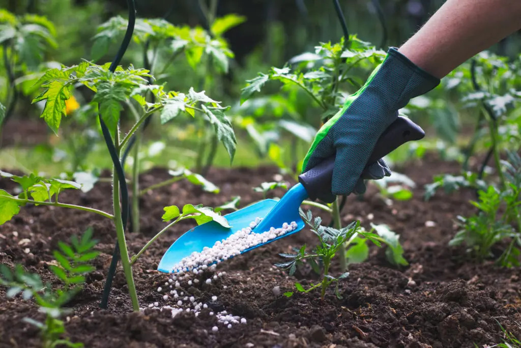 An image of dry fertilizer being applied to the topsoil. Dry Fertilizers are excellent for potted plants and garden beds, as well as large-scale outdoor grow operations such as farms.